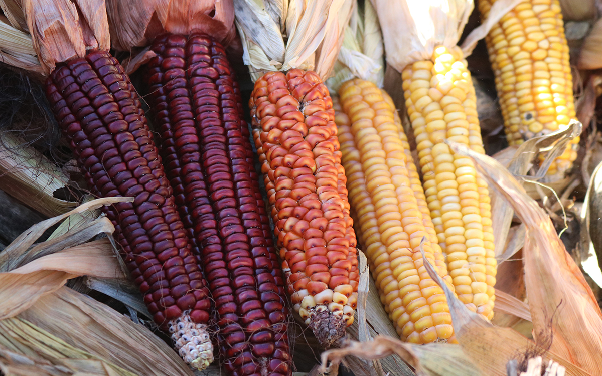 Preserving Native Food Traditions Sierra Club